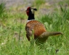 Filename=000020_fotowilga~67.JPG
Filesize=315KB
Dimensions=700x560
Date added=May 20, 2020 000020_fotowilga~67.JPG