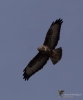 0000226_fotowilga.JPG