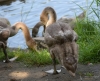 Filename=0000233_fotowilga~0.JPG
Filesize=349KB
Dimensions=700x568
Date added=Nov 01, 2021 0000233_fotowilga~0.JPG