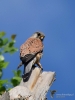 Filename=0000243_fotowilga~38.JPG
Filesize=229KB
Dimensions=525x700
Date added=May 08, 2018 0000243_fotowilga~38.JPG