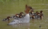 Filename=0000248_fotowilga.JPG
Filesize=227KB
Dimensions=700x429
Date added=May 16, 2021 0000248_fotowilga.JPG
