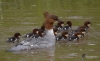 Filename=0000250_fotowilga~0.JPG
Filesize=227KB
Dimensions=700x429
Date added=May 18, 2021 0000250_fotowilga~0.JPG