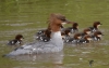 Filename=0000251_fotowilga.JPG
Filesize=243KB
Dimensions=700x441
Date added=May 17, 2021 0000251_fotowilga.JPG