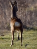 Filename=0000253_fotowilga~0.JPG
Filesize=317KB
Dimensions=525x700
Date added=Oct 16, 2020 0000253_fotowilga~0.JPG