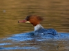 Filename=0000253_fotowilga~45.JPG
Filesize=293KB
Dimensions=700x525
Date added=Jan 30, 2019 0000253_fotowilga~45.JPG