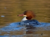 Filename=0000255_fotowilga~14.JPG
Filesize=289KB
Dimensions=700x525
Date added=Jan 30, 2019 0000255_fotowilga~14.JPG