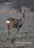 Filename=000025_fotowilga~32.JPG
Filesize=84KB
Dimensions=343x480
Date added=Jul 31, 2016 000025_fotowilga~32.JPG