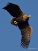 Filename=0000262_fotowilga~43.JPG
Filesize=222KB
Dimensions=525x700
Date added=Dec 20, 2019 0000262_fotowilga~43.JPG