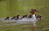 Filename=0000263_fotowilga.JPG
Filesize=253KB
Dimensions=700x444
Date added=May 17, 2021 0000263_fotowilga.JPG