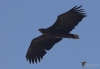 Filename=0000263_fotowilga~0.JPG
Filesize=203KB
Dimensions=700x488
Date added=Oct 19, 2022 0000263_fotowilga~0.JPG