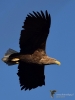 Filename=0000267_fotowilga~44.JPG
Filesize=218KB
Dimensions=525x700
Date added=Dec 26, 2019 0000267_fotowilga~44.JPG