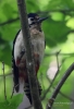 Filename=0000277_fotowilga~0.JPG
Filesize=270KB
Dimensions=481x700
Date added=Mar 02, 2022 0000277_fotowilga~0.JPG