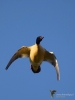 Filename=0000281_fotowilga~0.JPG
Filesize=215KB
Dimensions=525x700
Date added=Dec 10, 2020 0000281_fotowilga~0.JPG