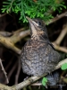 Filename=000028_fotowilga~57.JPG
Filesize=300KB
Dimensions=525x700
Date added=May 25, 2018 000028_fotowilga~57.JPG