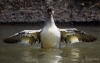 Filename=0000294_fotowilga~35.JPG
Filesize=244KB
Dimensions=700x443
Date added=Jul 08, 2019 0000294_fotowilga~35.JPG