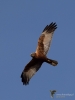 Filename=0000294_fotowilga~46.JPG
Filesize=219KB
Dimensions=525x700
Date added=Apr 14, 2018 0000294_fotowilga~46.JPG