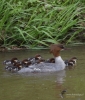 Filename=0000299_fotowilga.JPG
Filesize=355KB
Dimensions=597x700
Date added=May 17, 2021 0000299_fotowilga.JPG