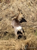 Filename=0000299_fotowilga~0.JPG
Filesize=502KB
Dimensions=519x700
Date added=Apr 02, 2023 0000299_fotowilga~0.JPG