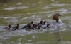 Filename=0000314_fotowilga.JPG
Filesize=278KB
Dimensions=700x444
Date added=May 16, 2021 0000314_fotowilga.JPG