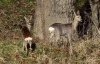 Filename=0000323_fotowilga~0.JPG
Filesize=383KB
Dimensions=700x452
Date added=Apr 09, 2023 0000323_fotowilga~0.JPG