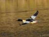 Filename=0000327_fotowilga~31.JPG
Filesize=252KB
Dimensions=700x525
Date added=Dec 08, 2018 0000327_fotowilga~31.JPG