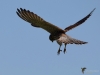 Filename=0000344_fotowilga~30.JPG
Filesize=202KB
Dimensions=700x525
Date added=Aug 04, 2018 0000344_fotowilga~30.JPG