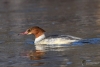 Filename=0000346_fotowilga.JPG
Filesize=247KB
Dimensions=700x475
Date added=Feb 12, 2021 0000346_fotowilga.JPG