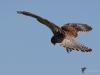 Filename=0000353_fotowilga~31.JPG
Filesize=196KB
Dimensions=700x525
Date added=Aug 04, 2018 0000353_fotowilga~31.JPG