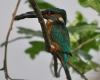 Filename=0000361_fotowilga~19.JPG
Filesize=251KB
Dimensions=700x560
Date added=Jan 16, 2019 0000361_fotowilga~19.JPG