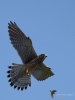 Filename=0000377_fotowilga~29.JPG
Filesize=209KB
Dimensions=525x700
Date added=Jul 29, 2018 0000377_fotowilga~29.JPG