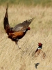 Filename=0000378_fotowilga~39.JPG
Filesize=295KB
Dimensions=525x700
Date added=Apr 12, 2018 0000378_fotowilga~39.JPG