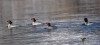 Filename=0000380_fotowilga.JPG
Filesize=162KB
Dimensions=700x319
Date added=Jun 06, 2021 0000380_fotowilga.JPG