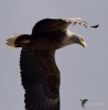Filename=0000394.JPG
Filesize=269KB
Dimensions=689x700
Date added=Sep 01, 2021 0000394.JPG