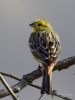 Filename=00003_fotowilga.JPG
Filesize=262KB
Dimensions=525x700
Date added=Mar 28, 2019 00003_fotowilga.JPG