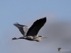Filename=00003_fotowilga~1.JPG
Filesize=207KB
Dimensions=700x525
Date added=Nov 06, 2019 00003_fotowilga~1.JPG