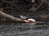 Filename=00003_fotowilga~21.JPG
Filesize=337KB
Dimensions=700x525
Date added=Apr 15, 2018 00003_fotowilga~21.JPG