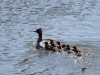 Filename=00003_fotowilga~50.JPG
Filesize=319KB
Dimensions=700x525
Date added=Jun 11, 2018 00003_fotowilga~50.JPG