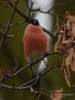 Filename=000040_fotowilga~57.JPG
Filesize=255KB
Dimensions=525x700
Date added=Jun 25, 2018 000040_fotowilga~57.JPG