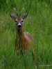 Filename=0000427_fotowilga~18.JPG
Filesize=299KB
Dimensions=525x700
Date added=Jun 26, 2017 0000427_fotowilga~18.JPG
