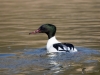 Filename=000045_fotowilga~55.JPG
Filesize=245KB
Dimensions=700x525
Date added=Apr 15, 2018 000045_fotowilga~55.JPG