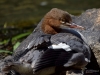 Filename=0000494_fotowilga~23.JPG
Filesize=275KB
Dimensions=700x525
Date added=Aug 15, 2019 0000494_fotowilga~23.JPG
