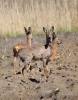 Filename=0000495_fotowilga~0.JPG
Filesize=344KB
Dimensions=551x700
Date added=May 14, 2021 0000495_fotowilga~0.JPG