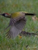 Filename=0000519_fotowilga~9.JPG
Filesize=290KB
Dimensions=525x700
Date added=Dec 01, 2017 0000519_fotowilga~9.JPG