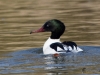 Filename=000054_fotowilga~29.JPG
Filesize=264KB
Dimensions=700x525
Date added=Apr 16, 2018 000054_fotowilga~29.JPG