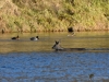 Filename=0000555_fotowilga~17.JPG
Filesize=369KB
Dimensions=700x525
Date added=Dec 09, 2018 0000555_fotowilga~17.JPG