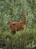 Filename=000056_fotowilga~56.JPG
Filesize=417KB
Dimensions=525x700
Date added=Aug 15, 2018 000056_fotowilga~56.JPG