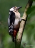 Filename=000059_fotowilga~0.JPG
Filesize=262KB
Dimensions=511x700
Date added=Oct 29, 2021 000059_fotowilga~0.JPG