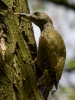Filename=000061_fotowilga~39.JPG
Filesize=307KB
Dimensions=525x700
Date added=Jul 09, 2017 000061_fotowilga~39.JPG