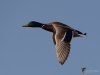 Filename=000065_fotowilga~4.JPG
Filesize=208KB
Dimensions=700x525
Date added=Aug 05, 2019 000065_fotowilga~4.JPG