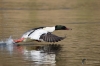Filename=000066_fotowilga~58.JPG
Filesize=217KB
Dimensions=700x462
Date added=Apr 23, 2018 000066_fotowilga~58.JPG
